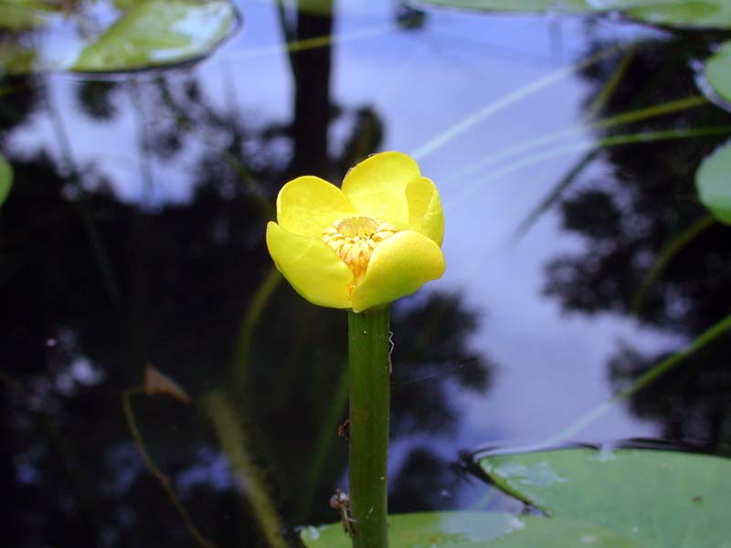 麻生池に咲くオグラコウホネ